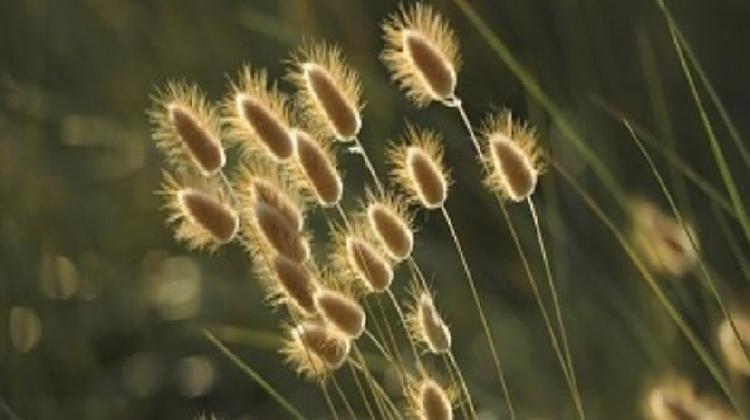 girasoles